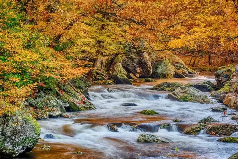 River flowing through forest in the Smoky Mountains surrounded by vibrant autumn foliage and mossy rocks.