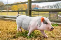 Lil Hickory pig outside Hatfield & McCoy